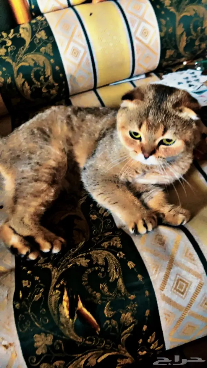 سكوتش فولد قولد 3