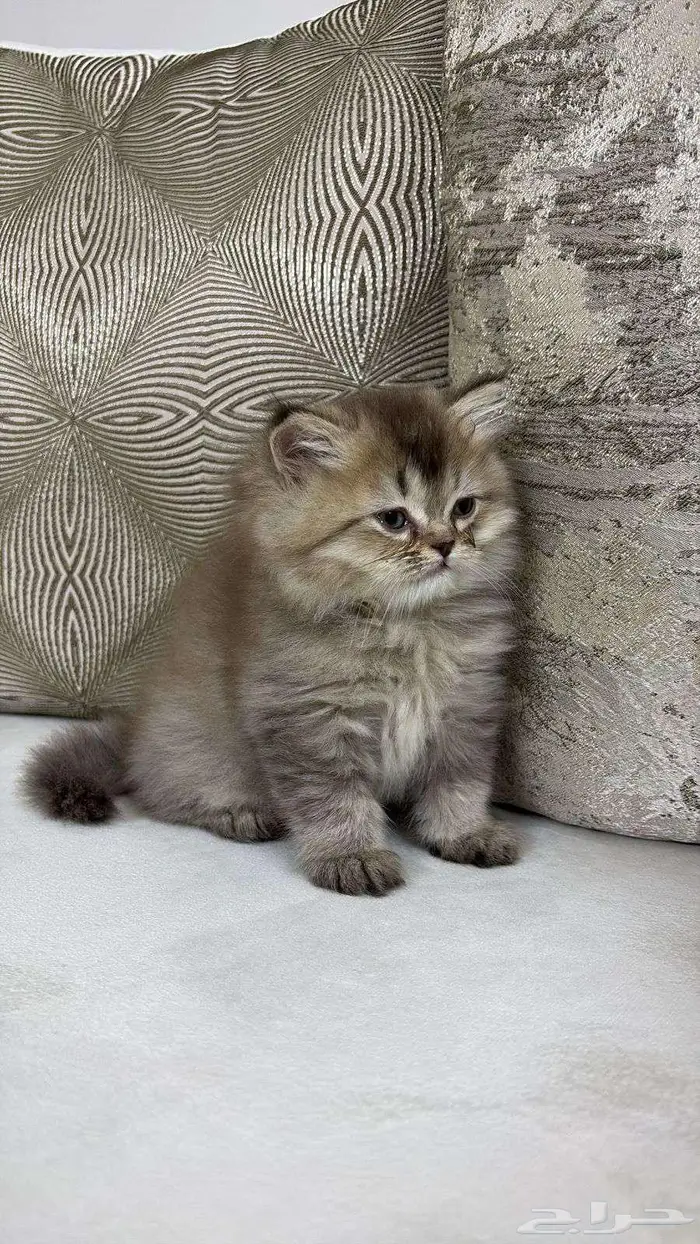 كيتين مهجن سكوتش 7