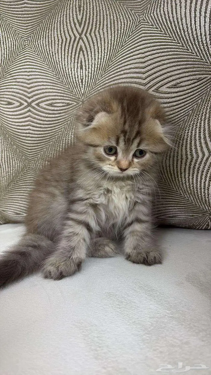 كيتين مهجن سكوتش 6