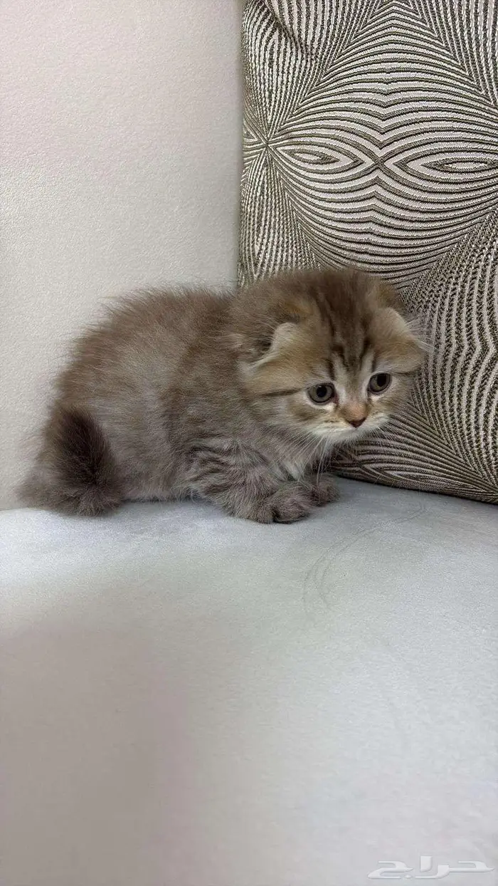 كيتين مهجن سكوتش 5