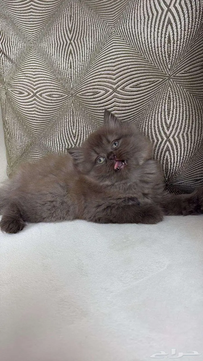 كيتين مهجن سكوتش 4