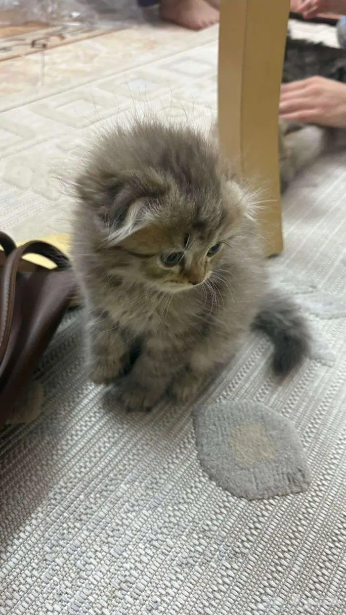 كيتين مهجن سكوتش 2