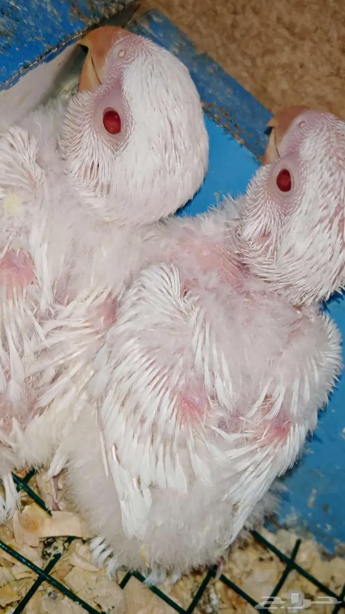 فروخ روز البينو 3