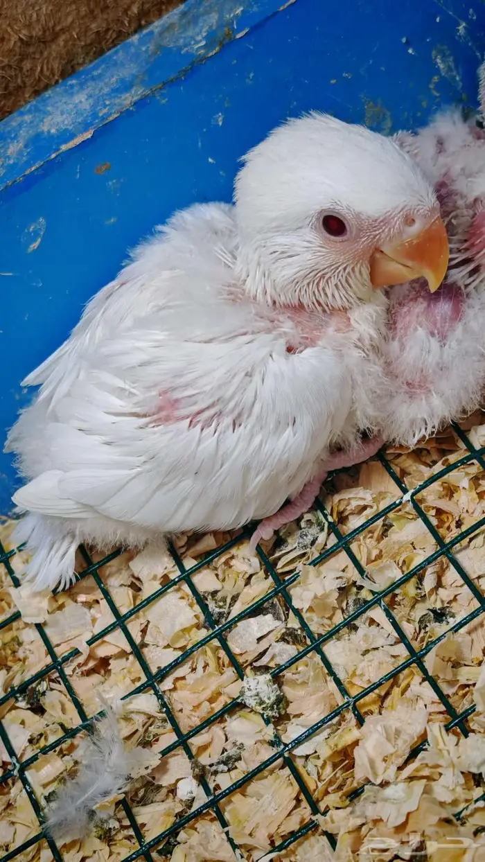 فروخ روز البينو 1