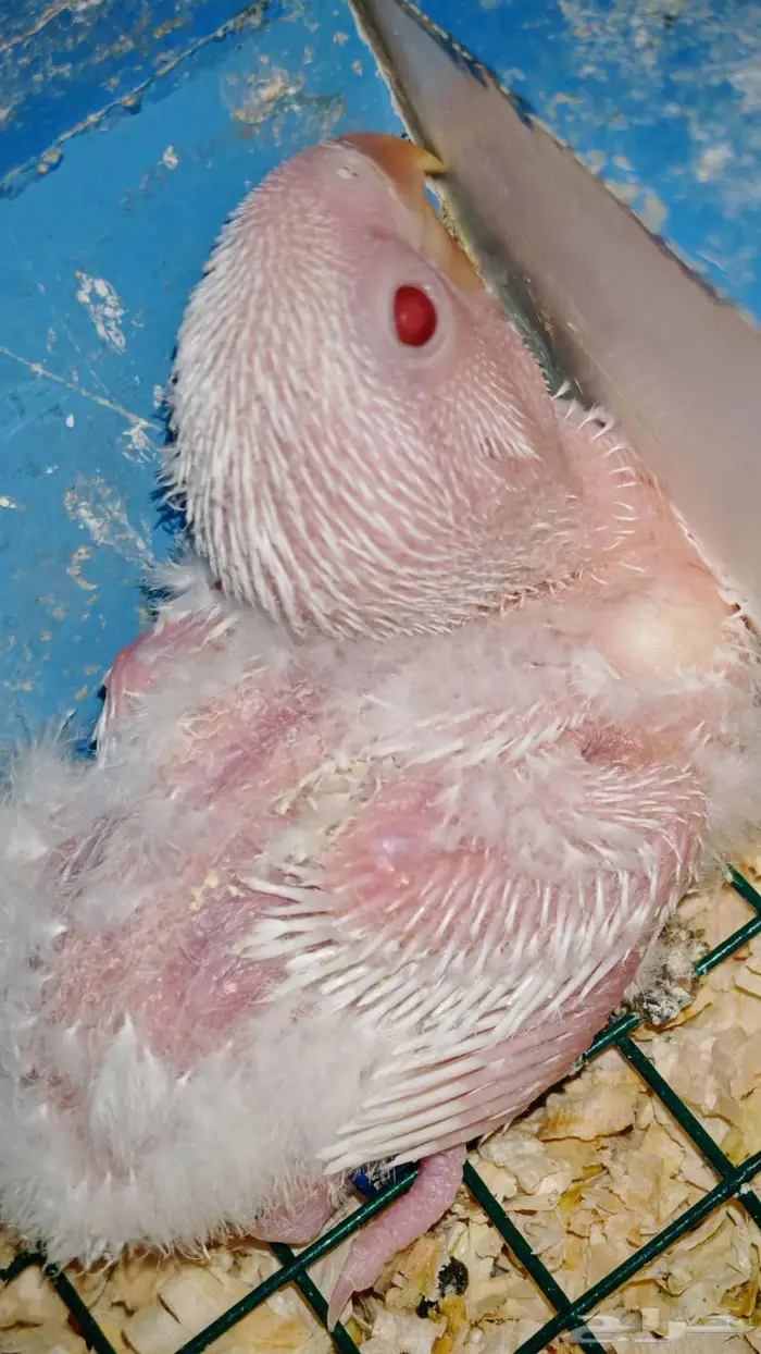 فروخ روز البينو 2