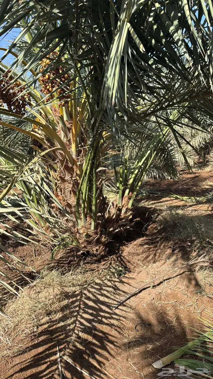 انخل للبيع 6