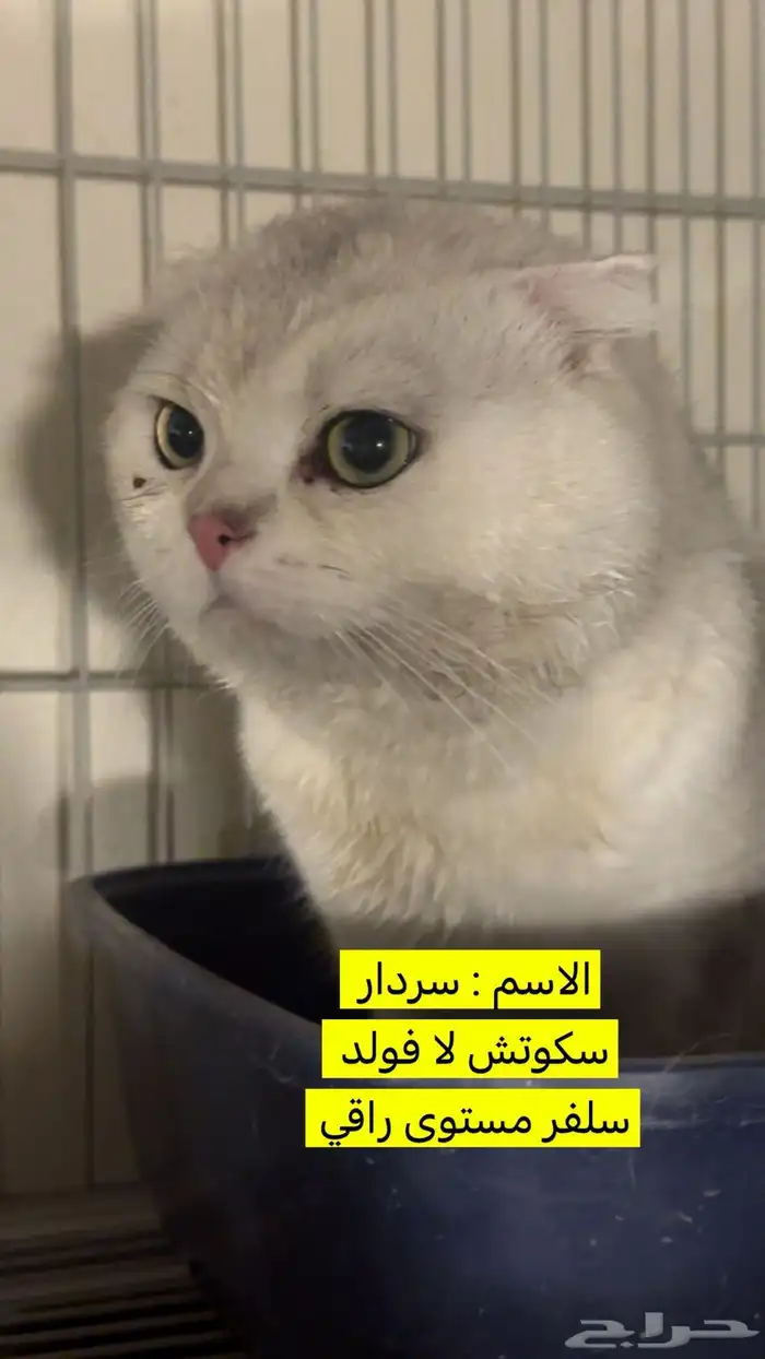ذكور قطط للتزاوج مستويات طيبه وانواع جميله يتوفر لدينا 5