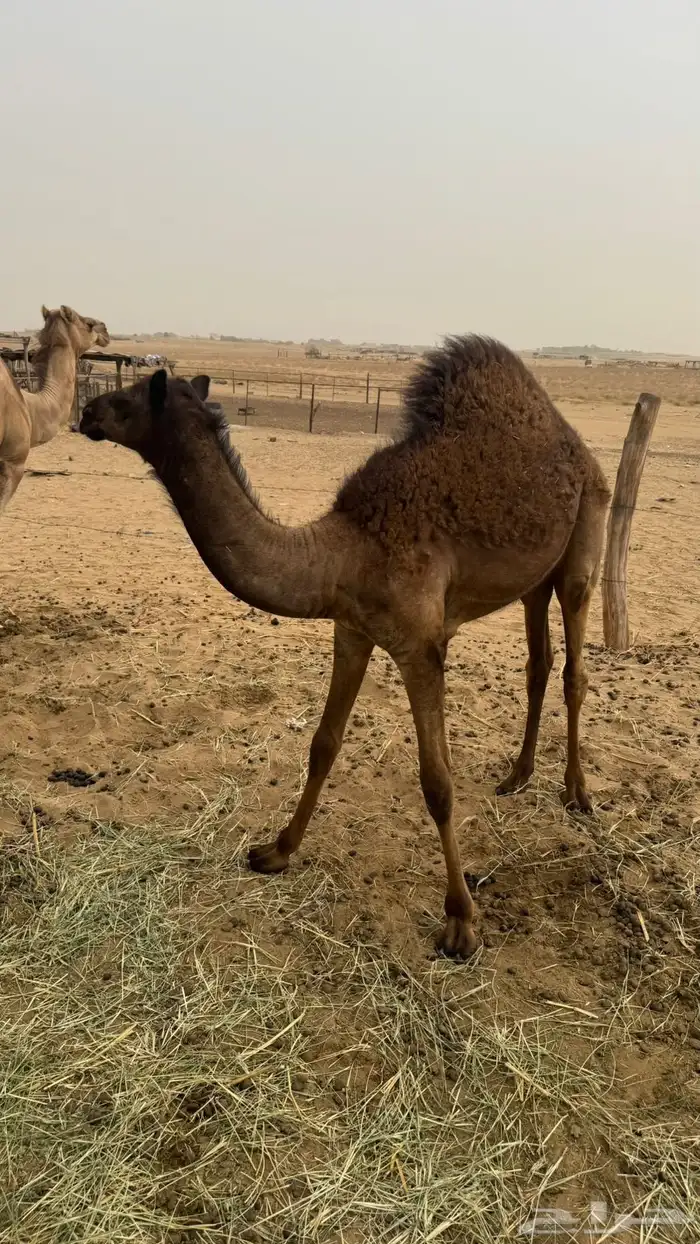 قعود ساحلي للبيع 0