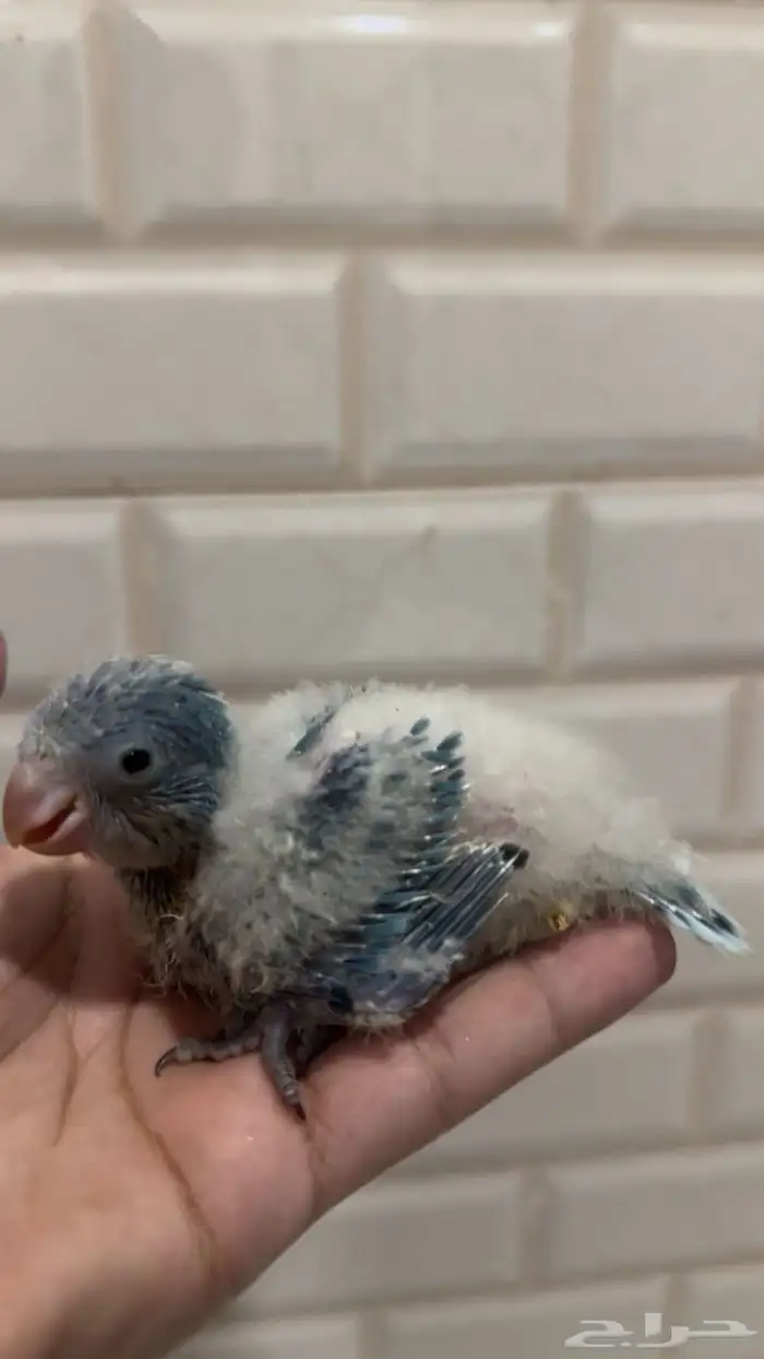 فرخ غر كويكر ازرق تم البيع 1