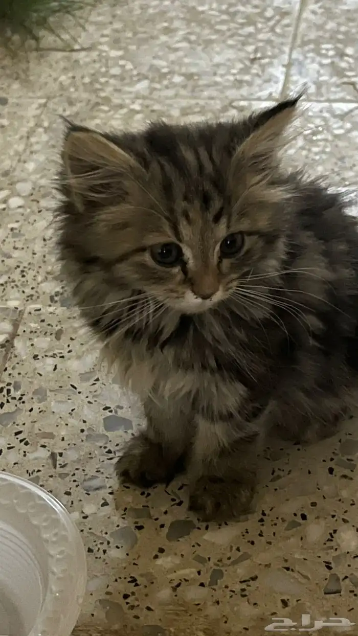 بسه للانقاذ حطيت لها اكل عند بقالة الوفاء 0