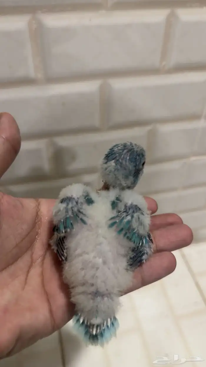 فرخ غر كويكر ازرق تم البيع 2