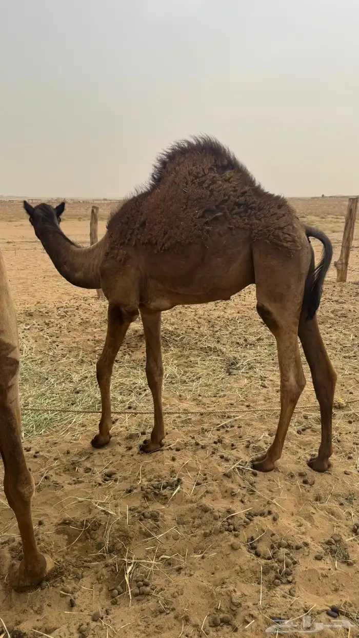 قعود ساحلي للبيع 1