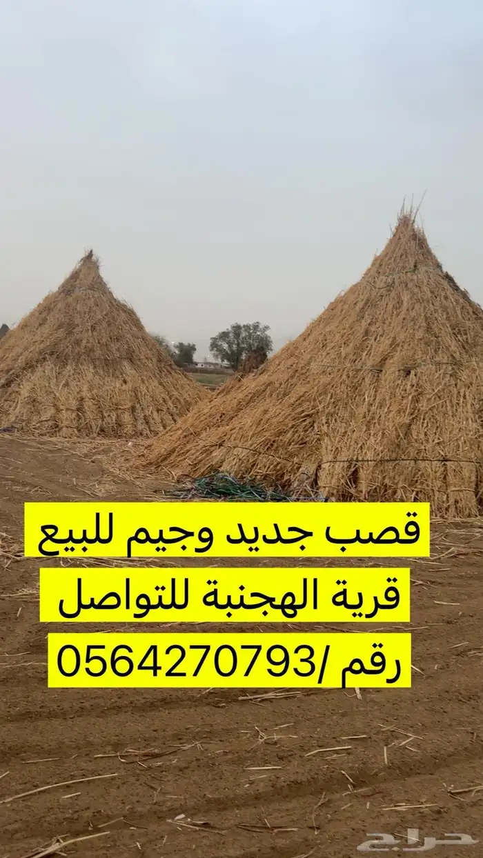 قصب السنة هذي قرية الهجنبة محافظة أحد المسارحة 0