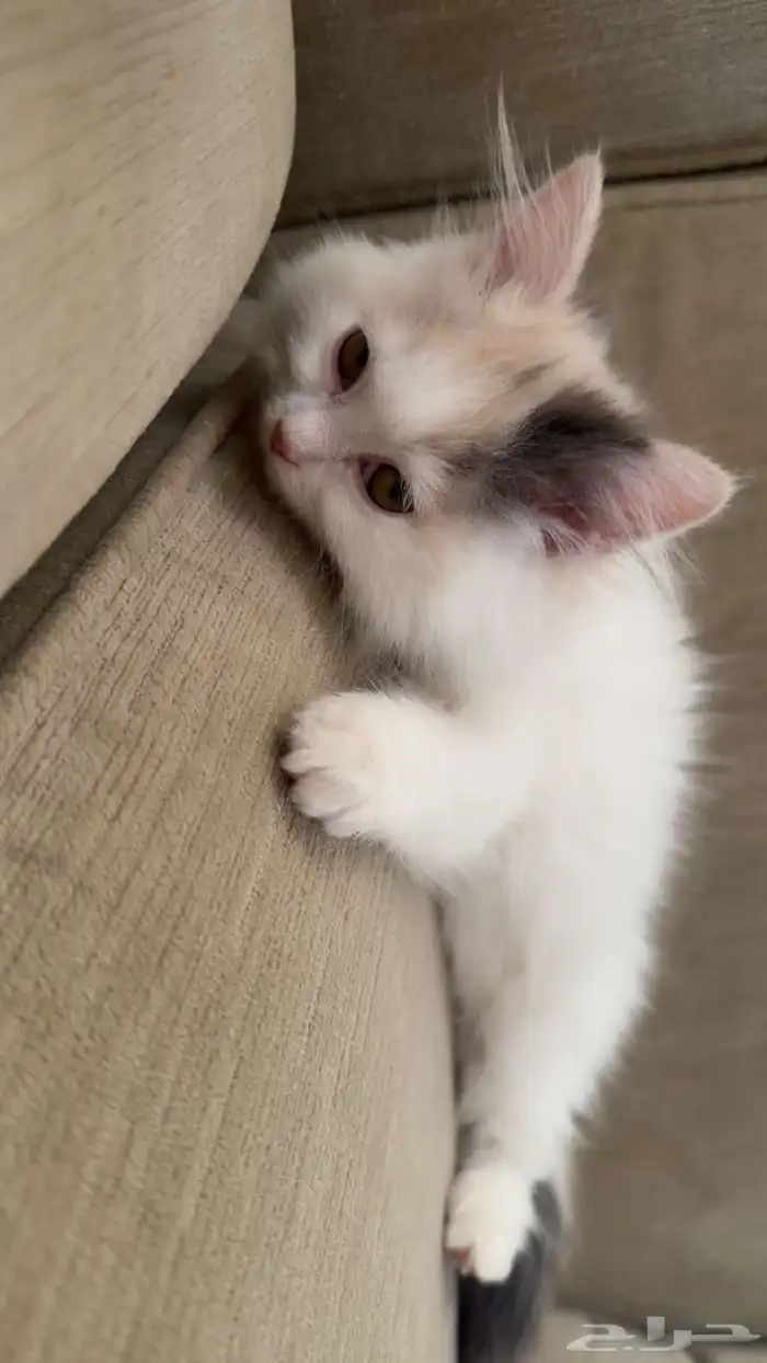 قطو شيرازي 1