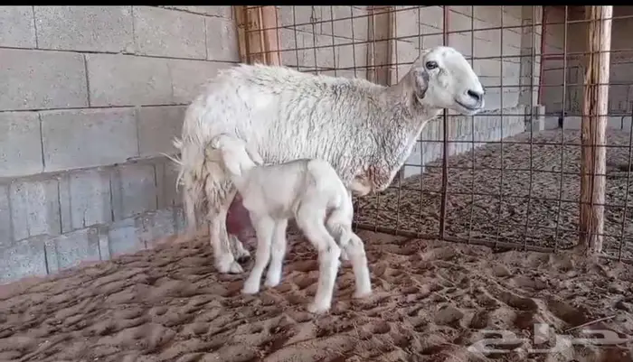 حريه جبره معها رخل طيبه 0