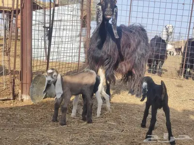عنز عارضيه متبع بثلاثه 3