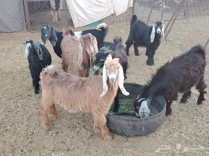 جفار طيبات مقفلات شحم 3