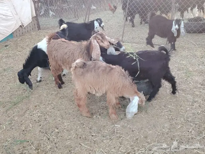 جفار طيبات مقفلات شحم 2