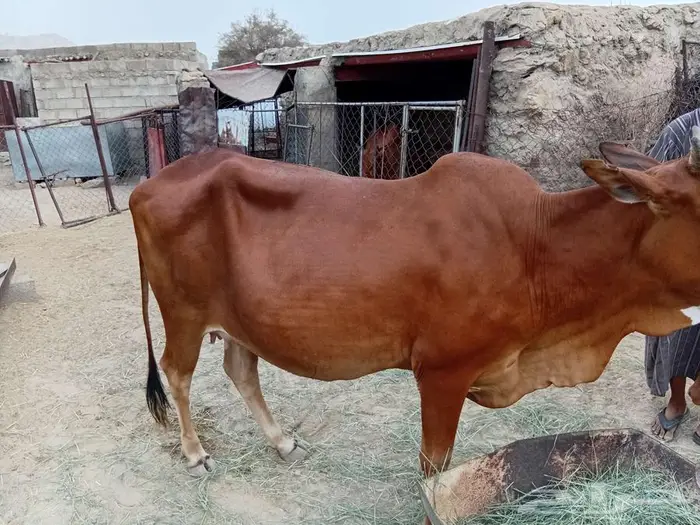 بقر للبيع 4