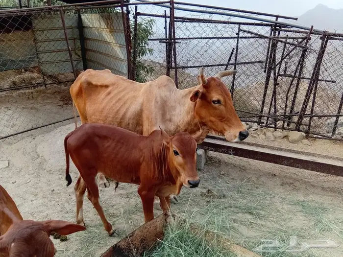 بقر للبيع 1
