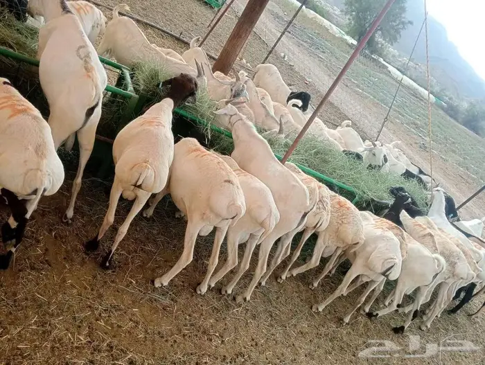 تاجر جملة  نوصلك تشكيلة كاملة من المواشي بأسعار لا تقارن 9