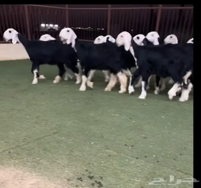 رخال نجد 0