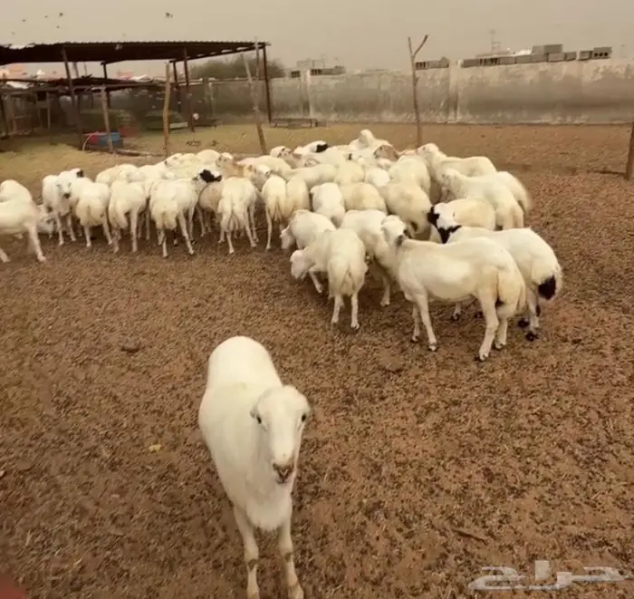 خرفان مناسبات 3