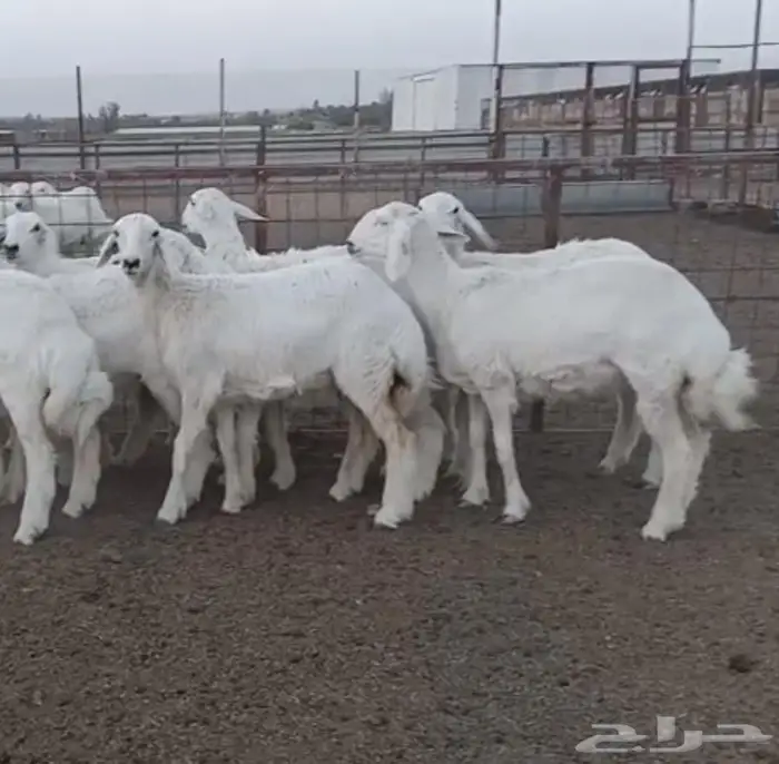 رخال حرش مقنوي طيبة جدا 4