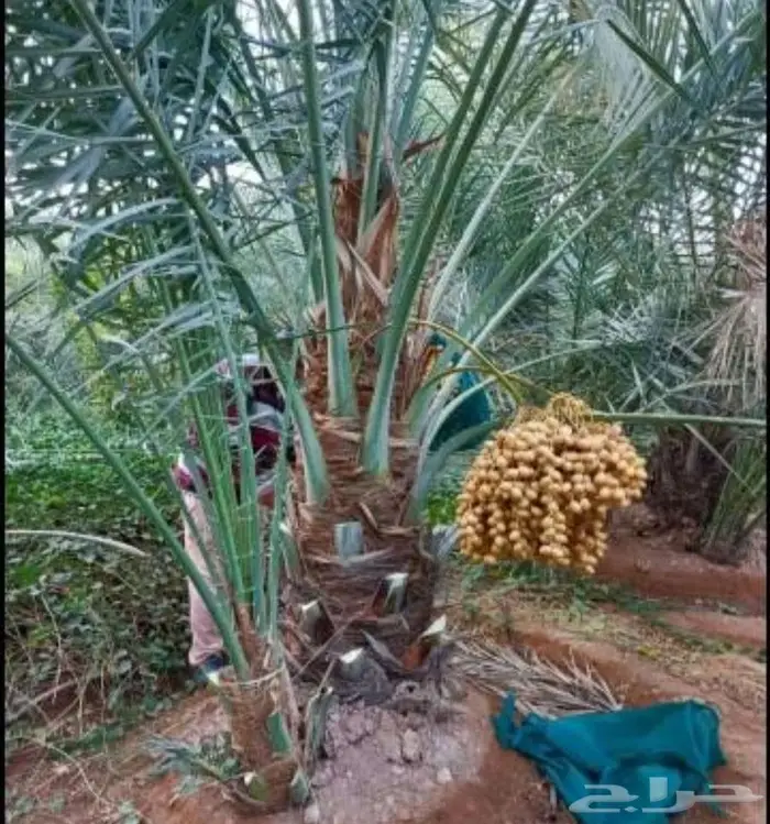نخل جثايث اخلاص سكري برحي صقعي هلالي شيشي نخيل واشنطني زينه 0