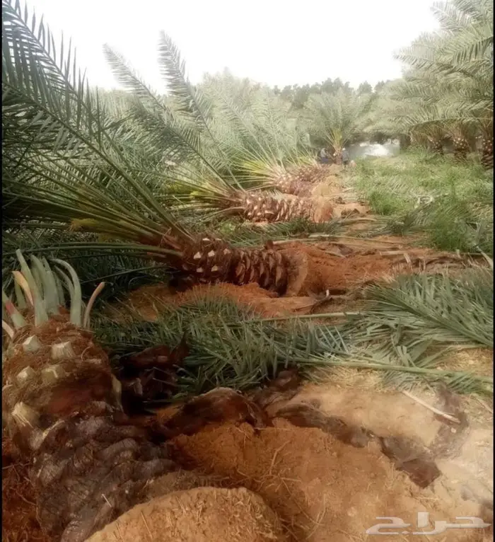 نخل جثايث اخلاص سكري برحي صقعي هلالي شيشي نخيل واشنطني زينه 1