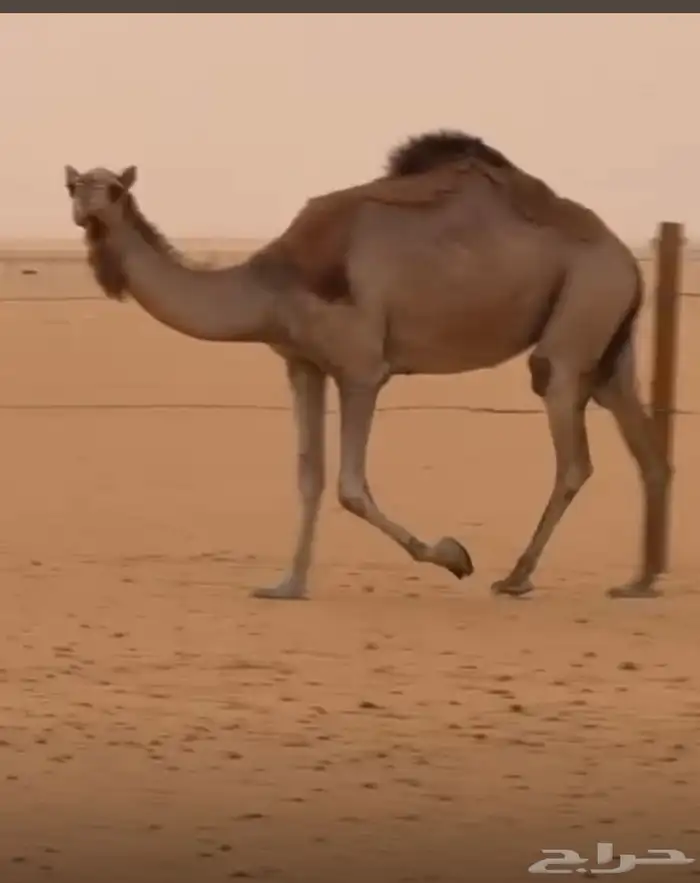 ناقة للبيع 0