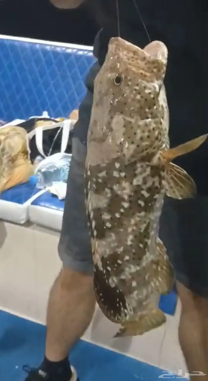 بياضة خور صيد 1