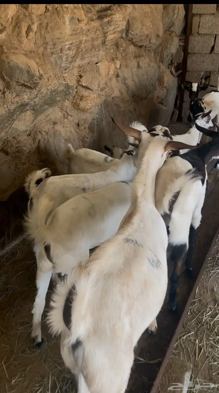 تيوس مناسبات 0
