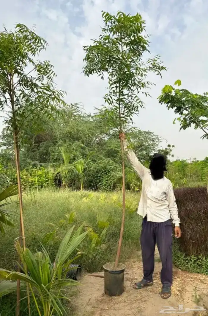 تنسيق حدائق منزليه 27