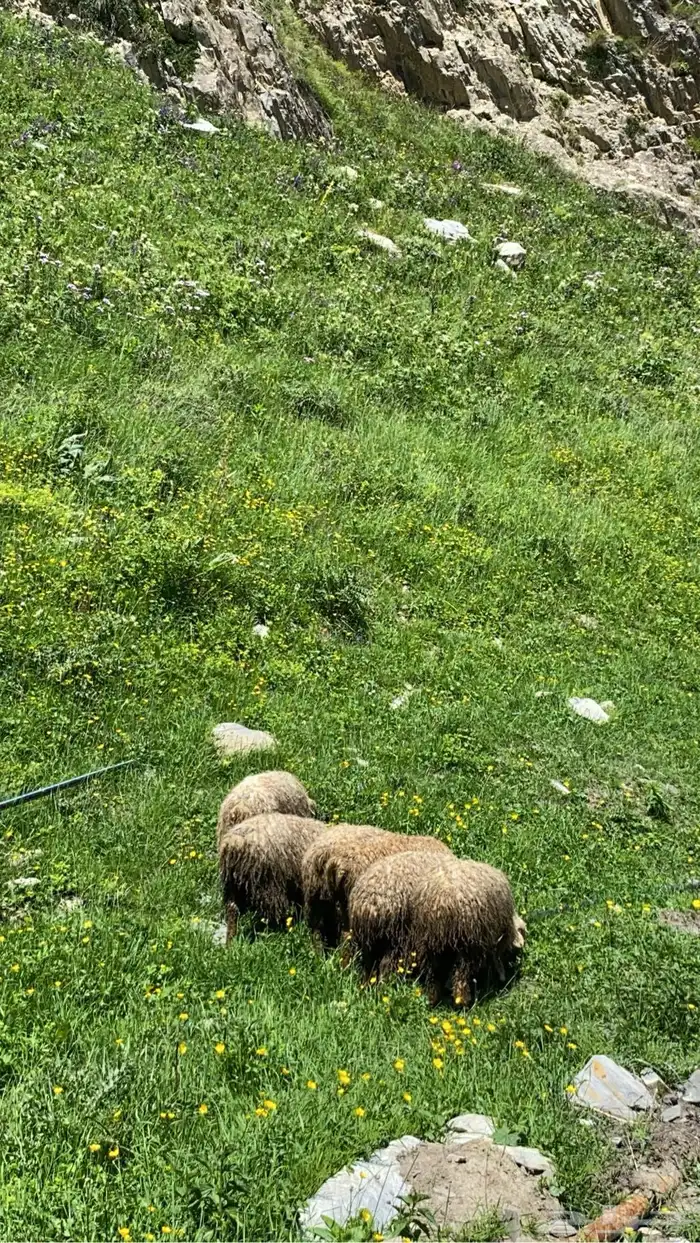 جداول سياحية وبكجات وسواقين في دولة جورجيا 11