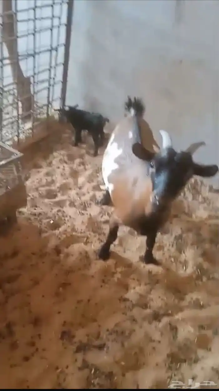 عنز قزمية معها جفرة 1