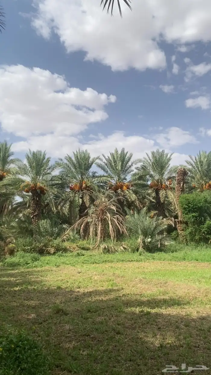 ثمرة النخل للبيع صفري طيب وحبه كفو 3