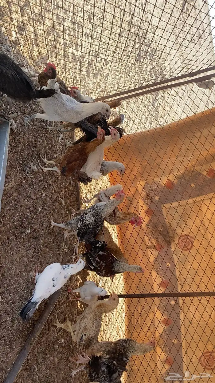 دجاج 2