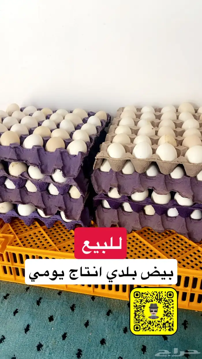 بيض بلدي انتاج يومي 0