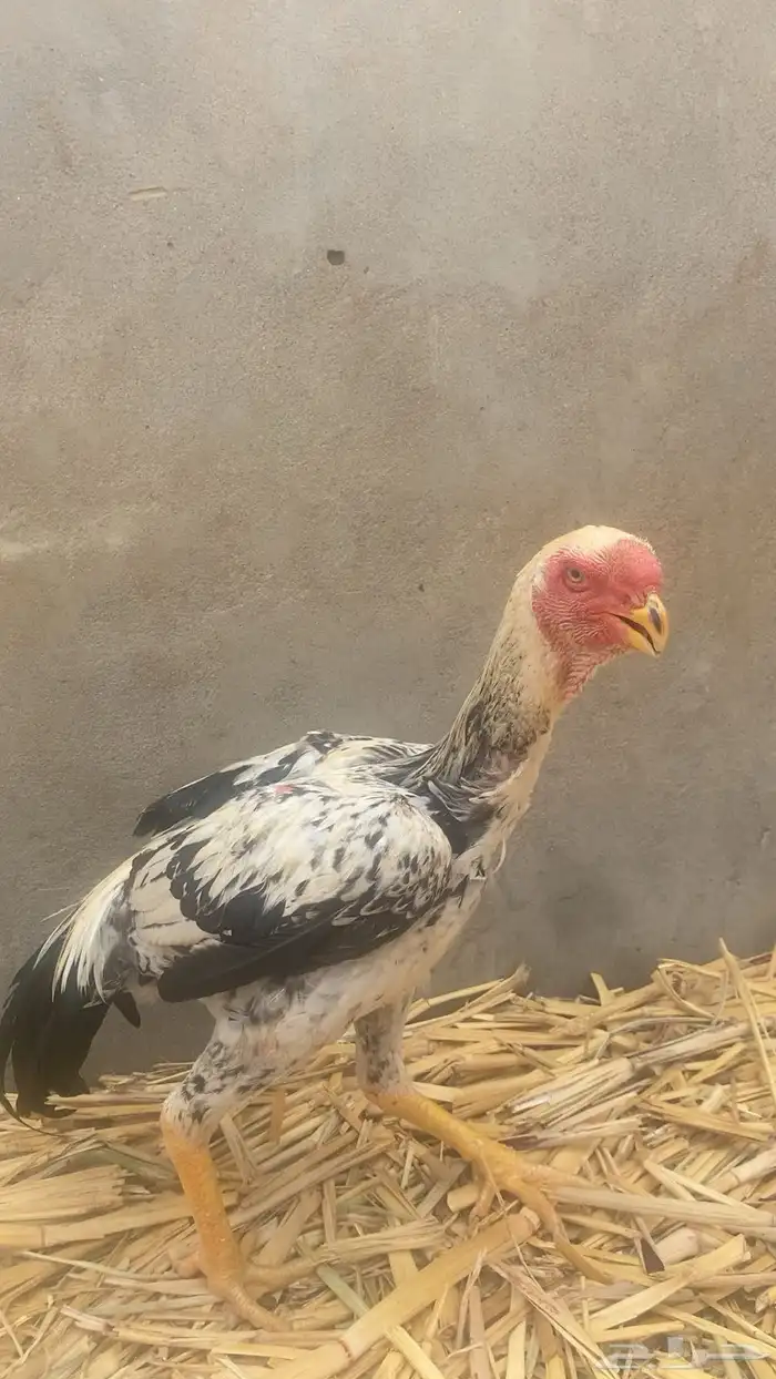 دجاج فارسي للبيع 4