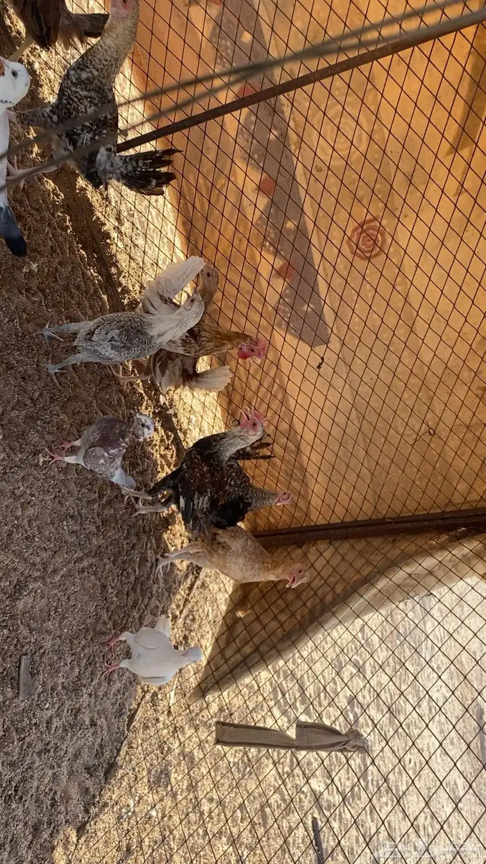 دجاج 1