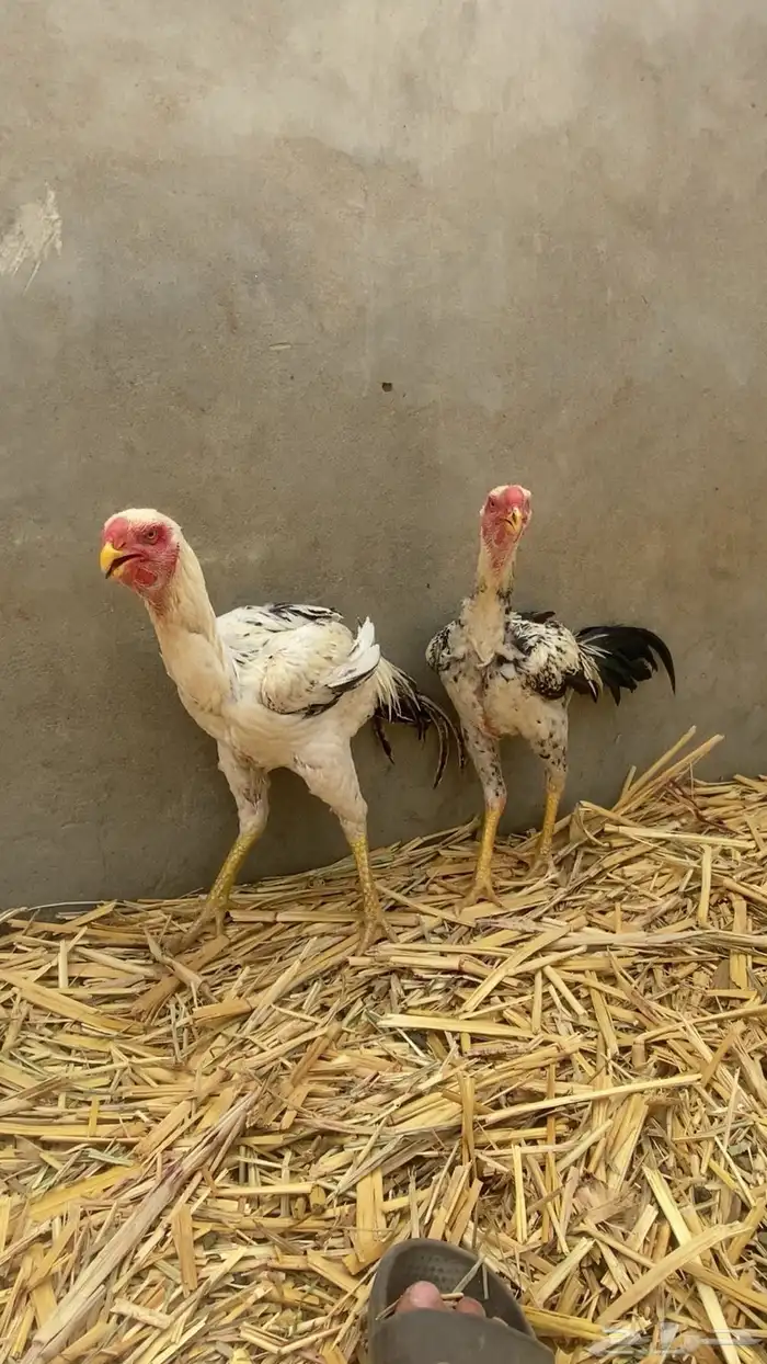 دجاج فارسي للبيع 0