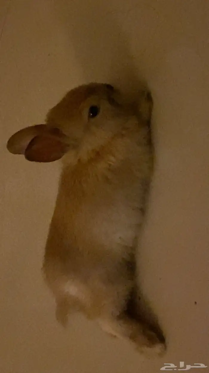 أرنب للبيع 0