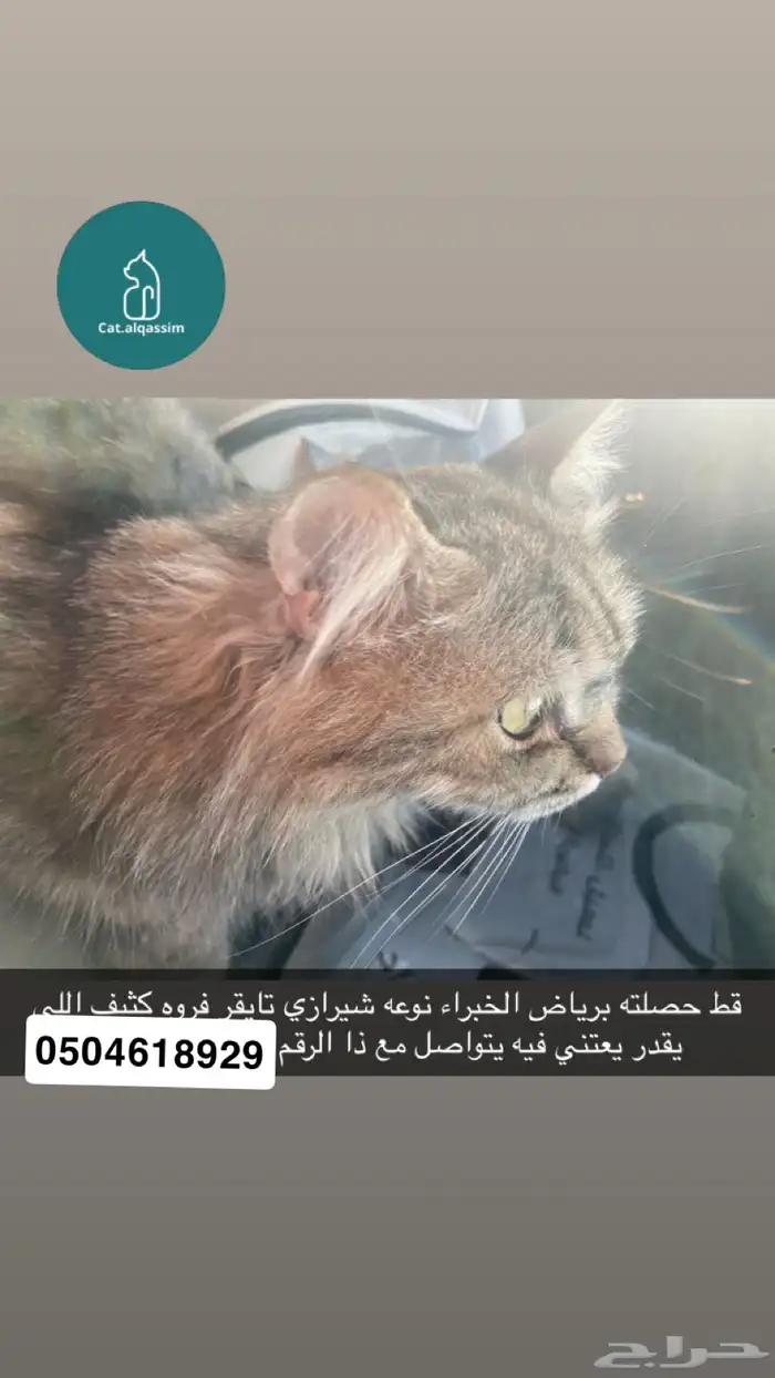 قط حصلته مو متاكده من جنسه برياض الخبراء 0