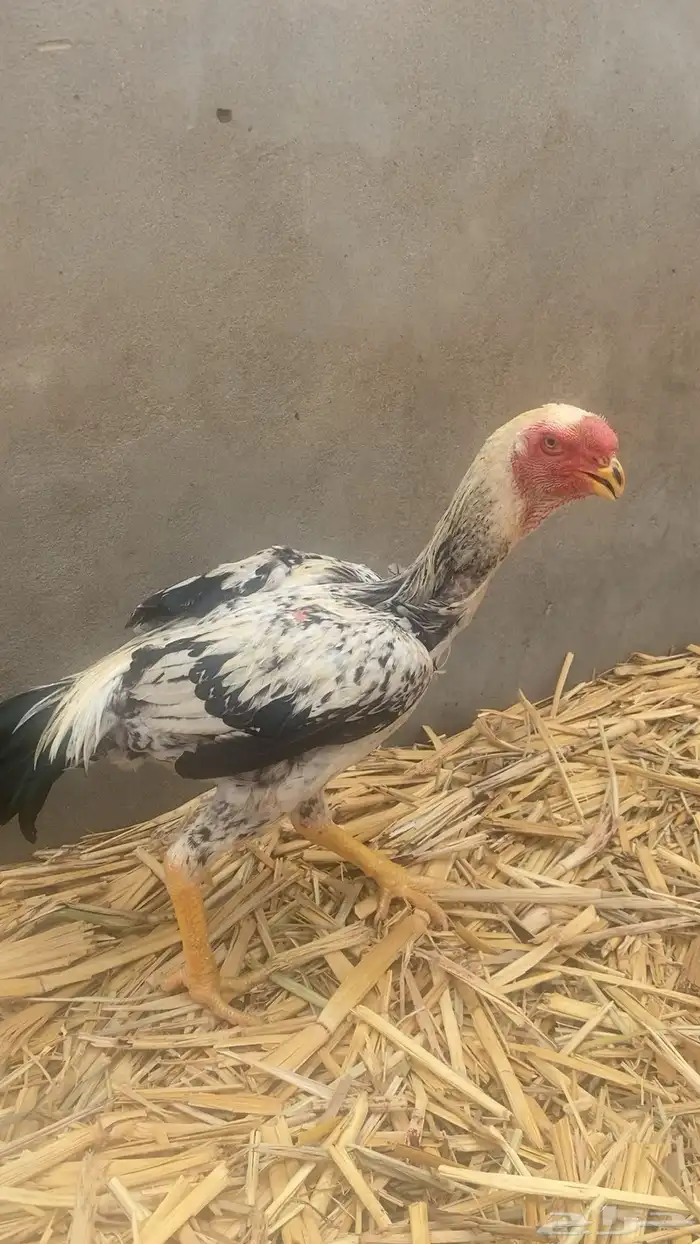 دجاج فارسي للبيع 3