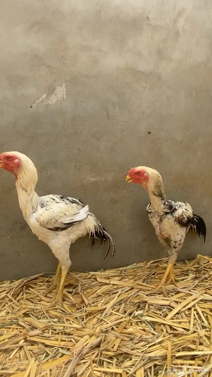 دجاج فارسي للبيع 5