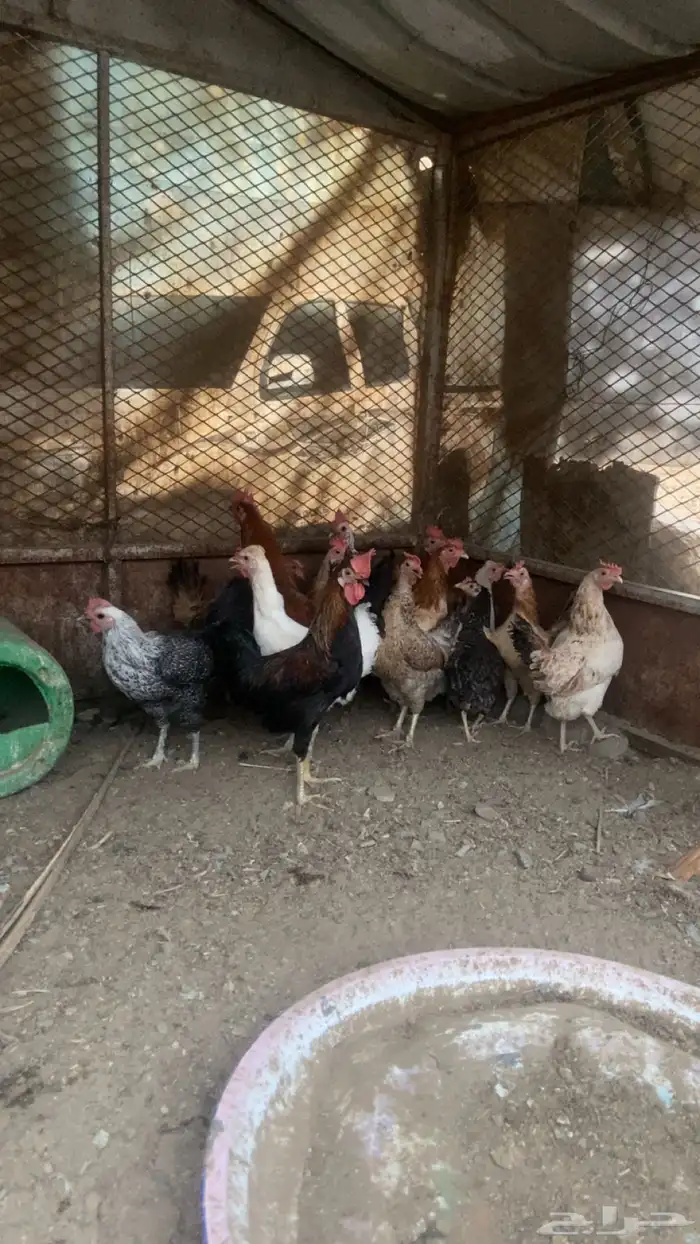 دجاج للبيع العدد 17 2