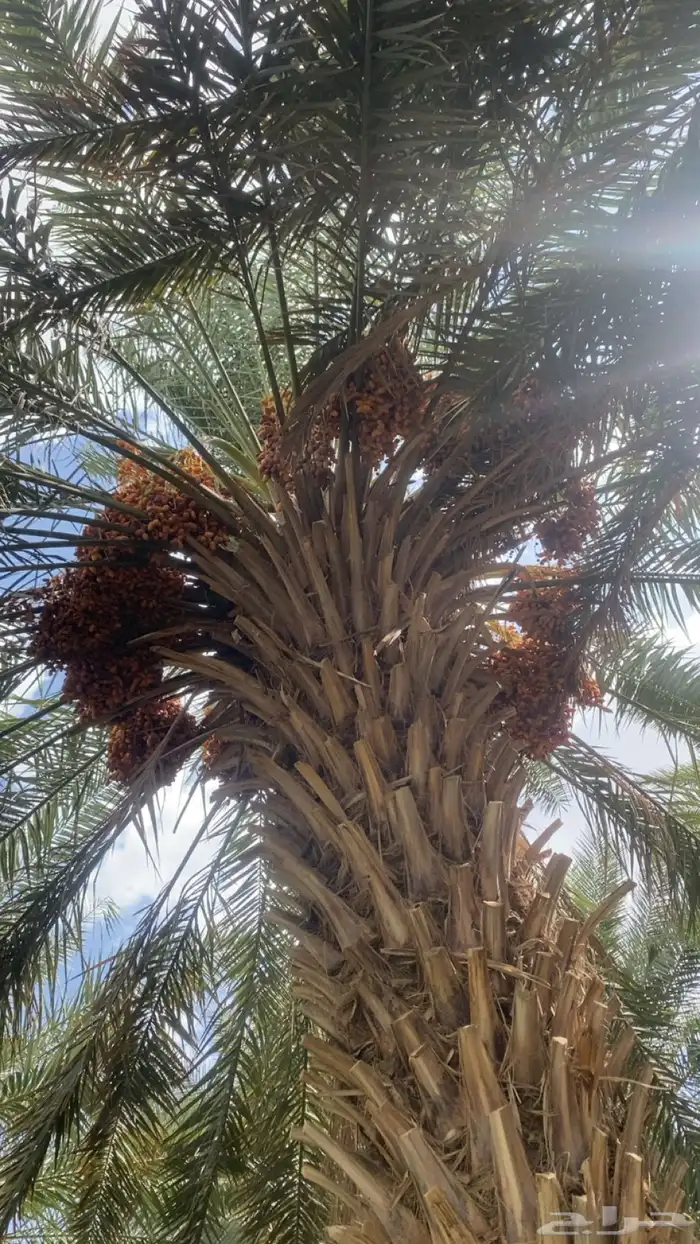 ثمرة النخل للبيع صفري طيب وحبه كفو 2
