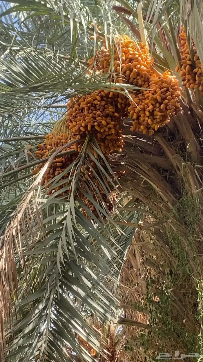 ثمرة النخل للبيع صفري طيب وحبه كفو 0