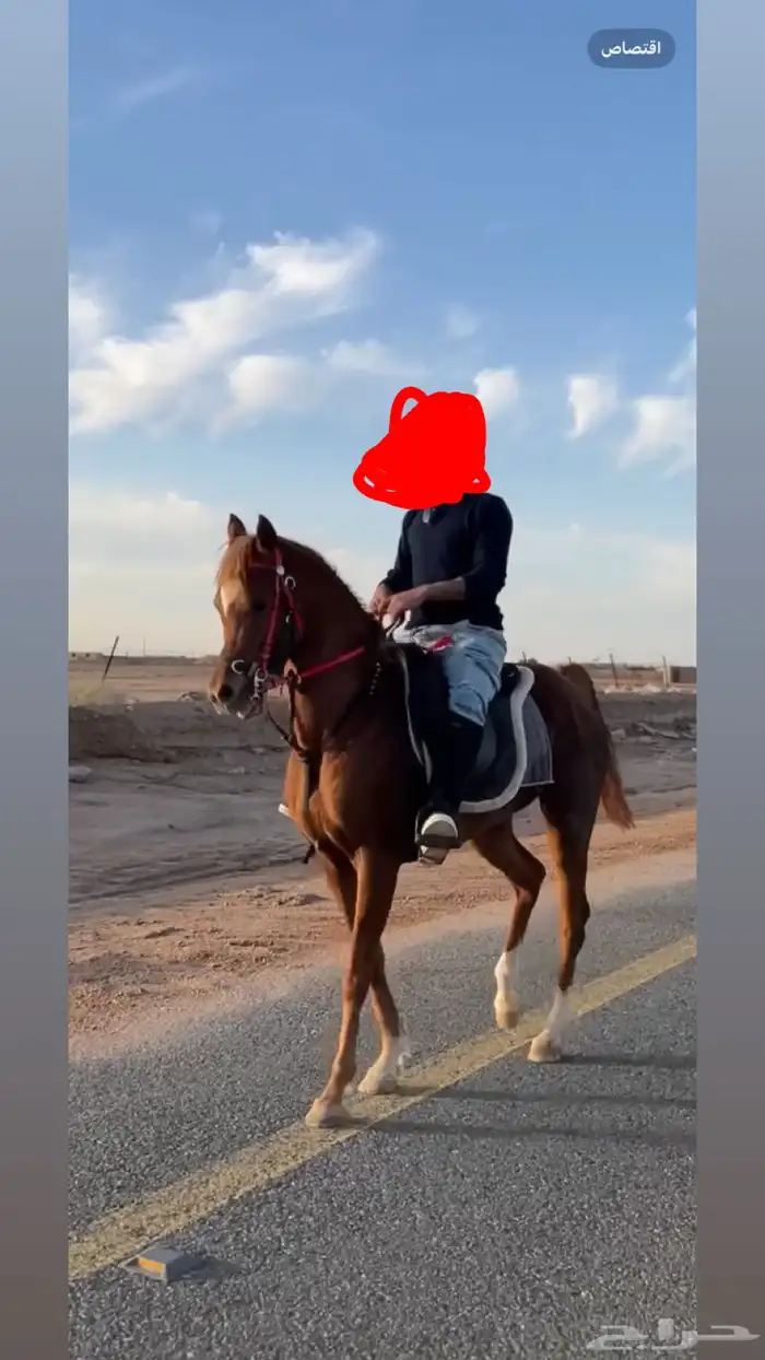 حصان شيخ وطرب في الركوب لابو سكب المعود الحصان اوراقه للحين 0